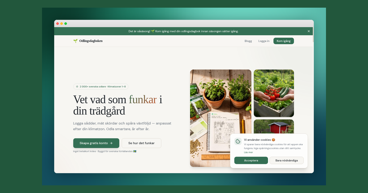Odla lök – från sättlök till skörd i svensk trädgård